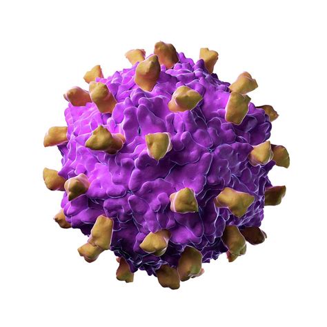 Coxsackie B3 Virus Particle Photograph By Sciepro Science Photo Library