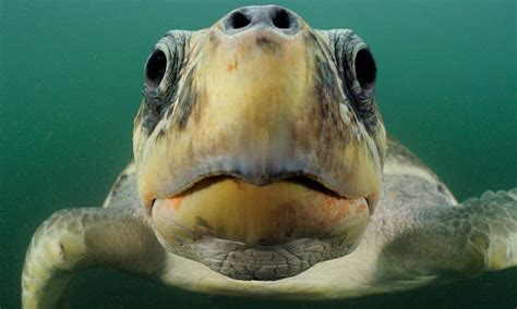 How Long Do Sea Turtles Live And Other Sea Turtles Facts Wwf