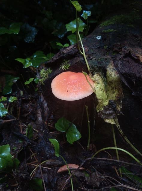 Rhodotus palmatus, Wrinkled Peach Mushroom, Ian Baird, Isle of Portland ...