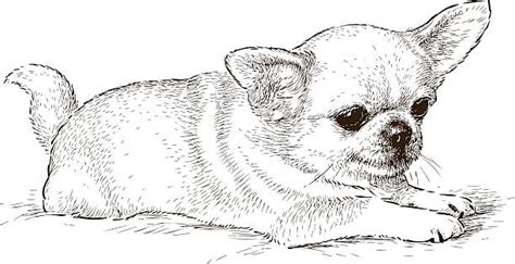 Dog Laying Down Drawings Illustrations Royalty Free Vector Graphics