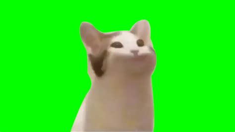 Cat Bop Greenscreen Youtube