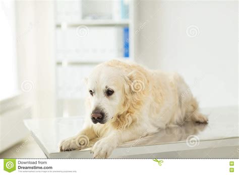 Close Up Of Golden Retriever Dog At Vet Clinic Stock Photo Image Of