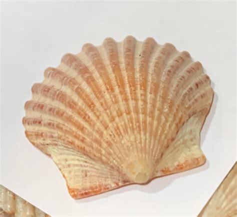 Bulk Bay Scallop Seashells Polished 20 Each Free Shipping Etsy