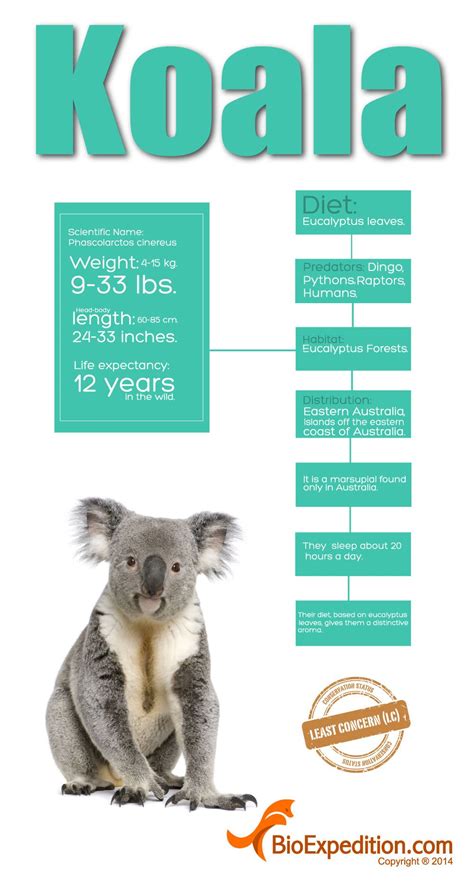 Koala Infographic Animal Facts And Information