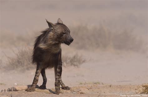 Interesting Facts About Hyenas Just Fun Facts