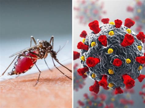 Covid 19 Can You Get Covid 19 And Dengue At The Same Time Experts Say