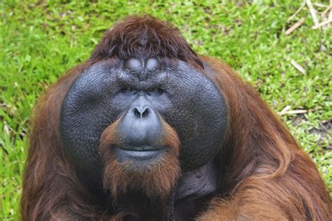 top 181 why do orangutans have red hair polarrunningexpeditions
