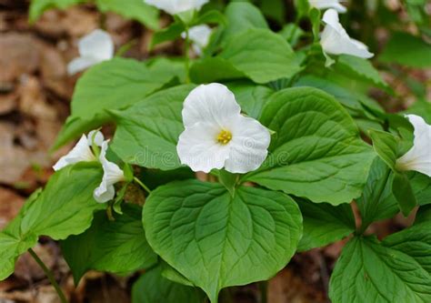 The White Showy Trillium Flower At Full Bloom A Native Plant Of The
