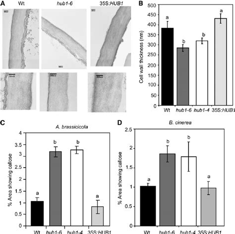 We did not find results for: hub1 Plants Show Reduced Cell Wall Thickness in Epidermal ...