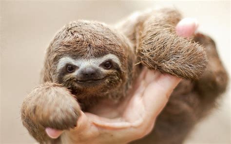 Sloth Wallpaper 72 Images