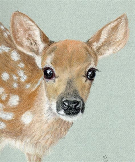 Baby Deer Drawing At Getdrawings Free Download
