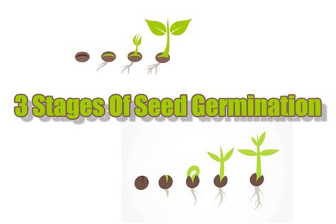 Top 10 Stages Of A Seed Growing