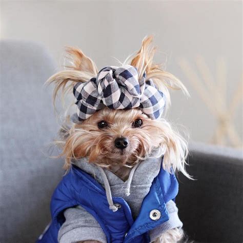 stylish yorkie loves  show   hairstyles pleated jeans