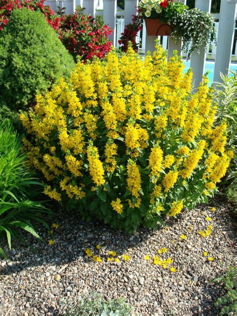 What is this yellow flowered bush? Yellow Shrub Identification | Flowers Forums