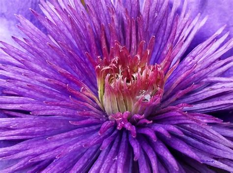 Clematis Blossom Upclose Photograph By Duane Mccullough Fine Art America
