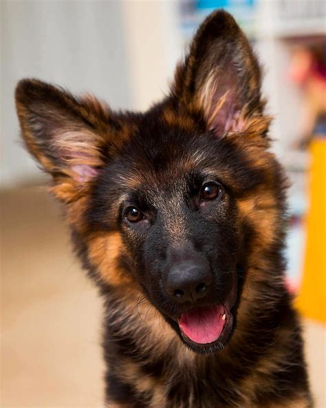 Fluffy Puppies Are The Cutest Rgermanshepherds