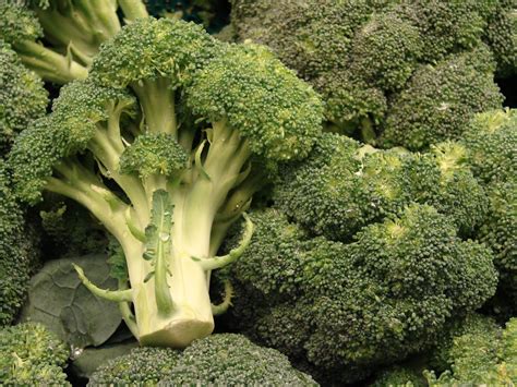 The Amazing Health Benefits Of Broccoli An Exceptional Anticancer