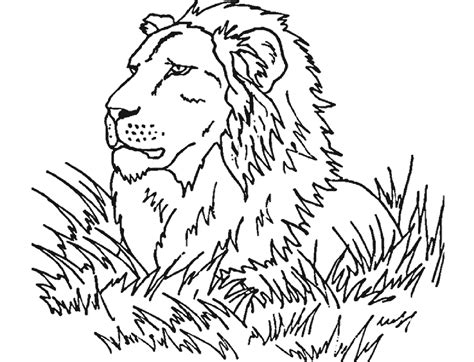 The coloring of a lion is mainly brown or light yellow. Lion for kids - Lion Kids Coloring Pages