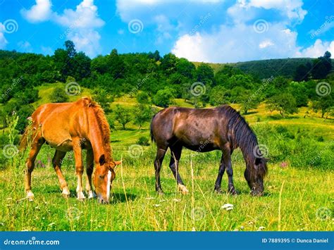 Two Beautiful Wild Horses In The Meadow Stock Image Image Of Serene