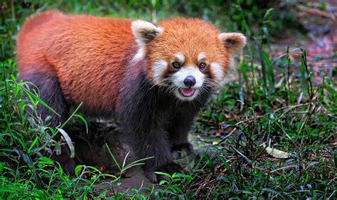 Red Panda Photograph By Edwin Leung Fine Art America