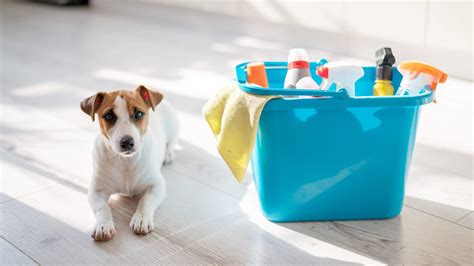Best Pet Safe Household Cleaning Products