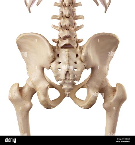 Posterior Hip Hi Res Stock Photography And Images Alamy