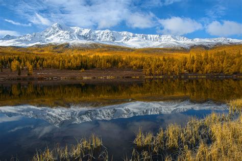 Golden Autumn In Altai Russia Mountain Altai Altai Republic Kurai