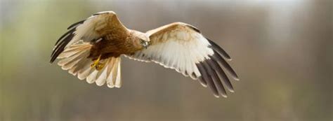 Roofvogels In Nederland De Dupe Van Illegaal Doden Vogelbescherming