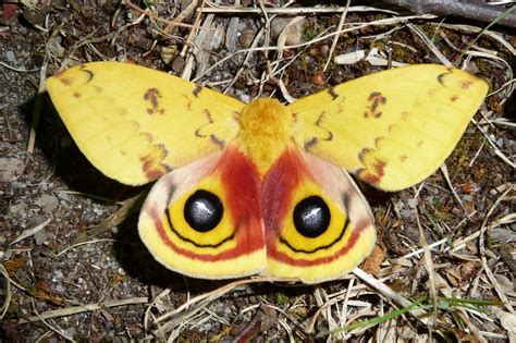 Moths Facts About Moths