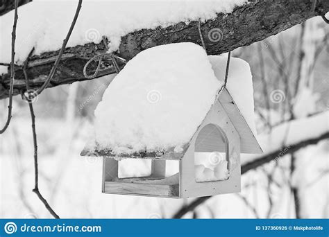 Bird Feeder On A Tree In Winter Black And White Stock Photo Image Of
