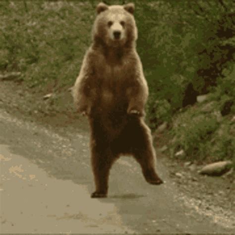 Bear Dance  Bear Dance Silly Discover And Share S