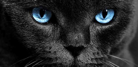 Black Cat With Blue Eyes Does This Unusual Combination Exist