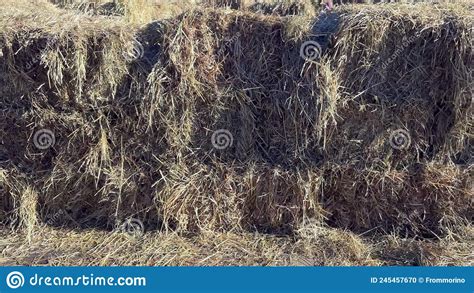 Dry Straw On The Road Haystack Hay Straw Bale Of Hay Group Dry