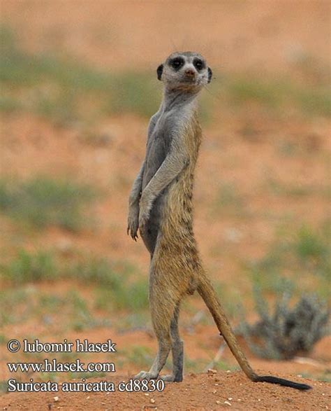 Suricata Suricatta Meerkat Graatjiemeerkat Surikata ميركات Сурикат