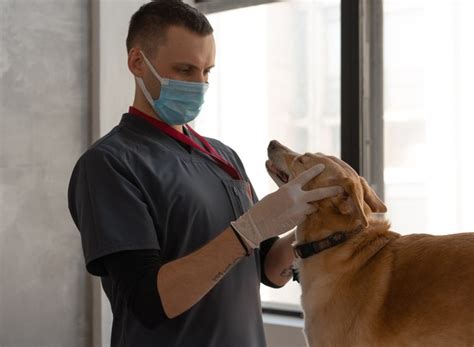 Já Ouviu Falar De Acne Canina Conheça As Causas E Os Sintomas Vida