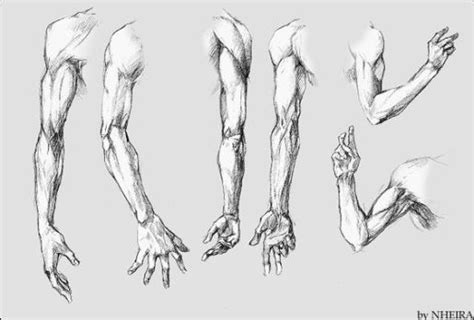 Character Design Collection Arms Anatomy Daily Art References Arm