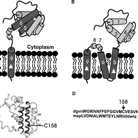 Models For The Topology Of Membrane Bound Bcl 2 A Tail Anchored