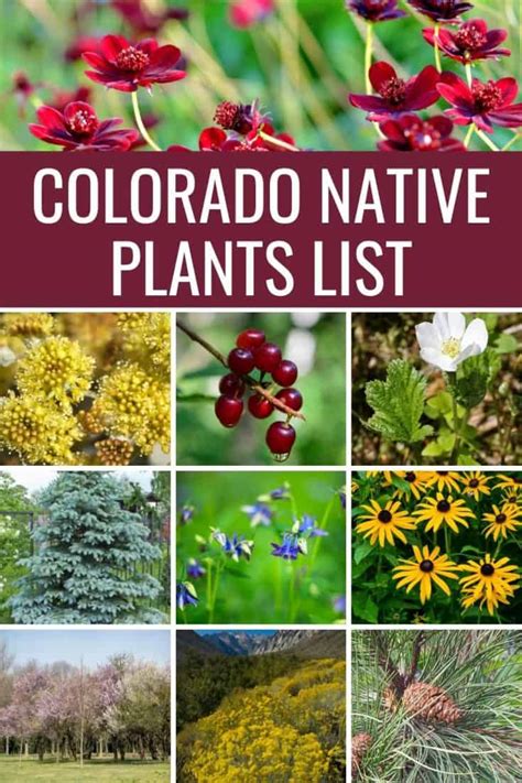 Colorado Native Plants List 12 Plants For Landscaping And Gardens