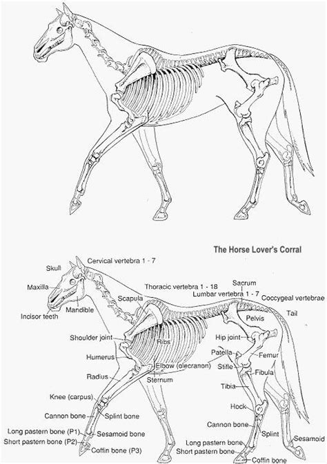 Pin By Joy Koritz On Equine System Skeletal Joint Horse Anatomy
