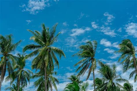 Coconut Palm Tree With Blue Sky And Clouds Palm Plantation Coconut