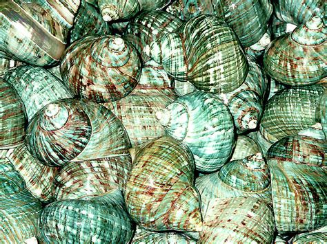Sea Shells For Sale Florida Keys Photograph By Merton Allen Fine