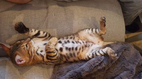 Bengal Tummy Spots Cats Animals Bengal