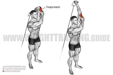 Standing Overhead One Arm Cable Triceps Extension Instructions And Video