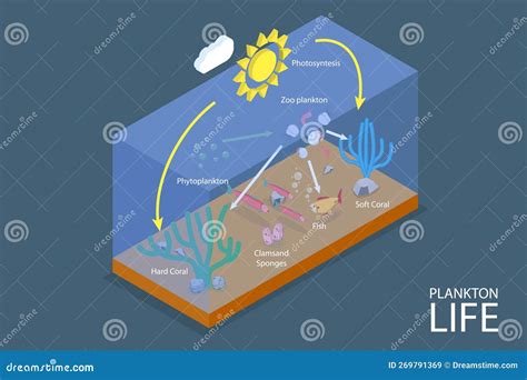 Plankton Life And Water Organisms Food Chain Role Explanation Outline Diagram Vector