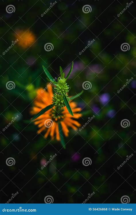 A Macro Shot Of Orange Flowers Stock Photo Image Of Macro Shot 56426868