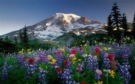 Mount Rainier Meadow Flowers Wallpaper Wallpapersafari