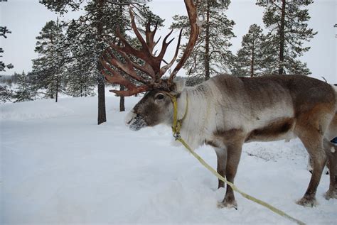 Reindeer In Snow Free Photo Download Freeimages