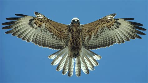 Flying Falcon. Birds Wallpapers for Android - APK Download