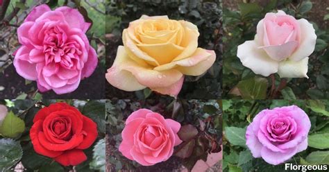 Different Types Of Roses