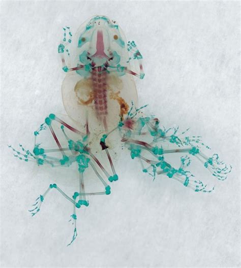 【閲覧注意】リベイノイア（寄生虫）によって奇形になったカエルを透明標本にして骨格を観察してみた バイオハックch